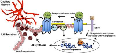 Plasticity of Anterior Pituitary Gonadotrope Cells Facilitates the Pre-Ovulatory LH Surge